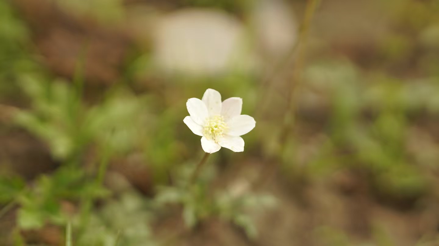 野山参的鉴定技巧