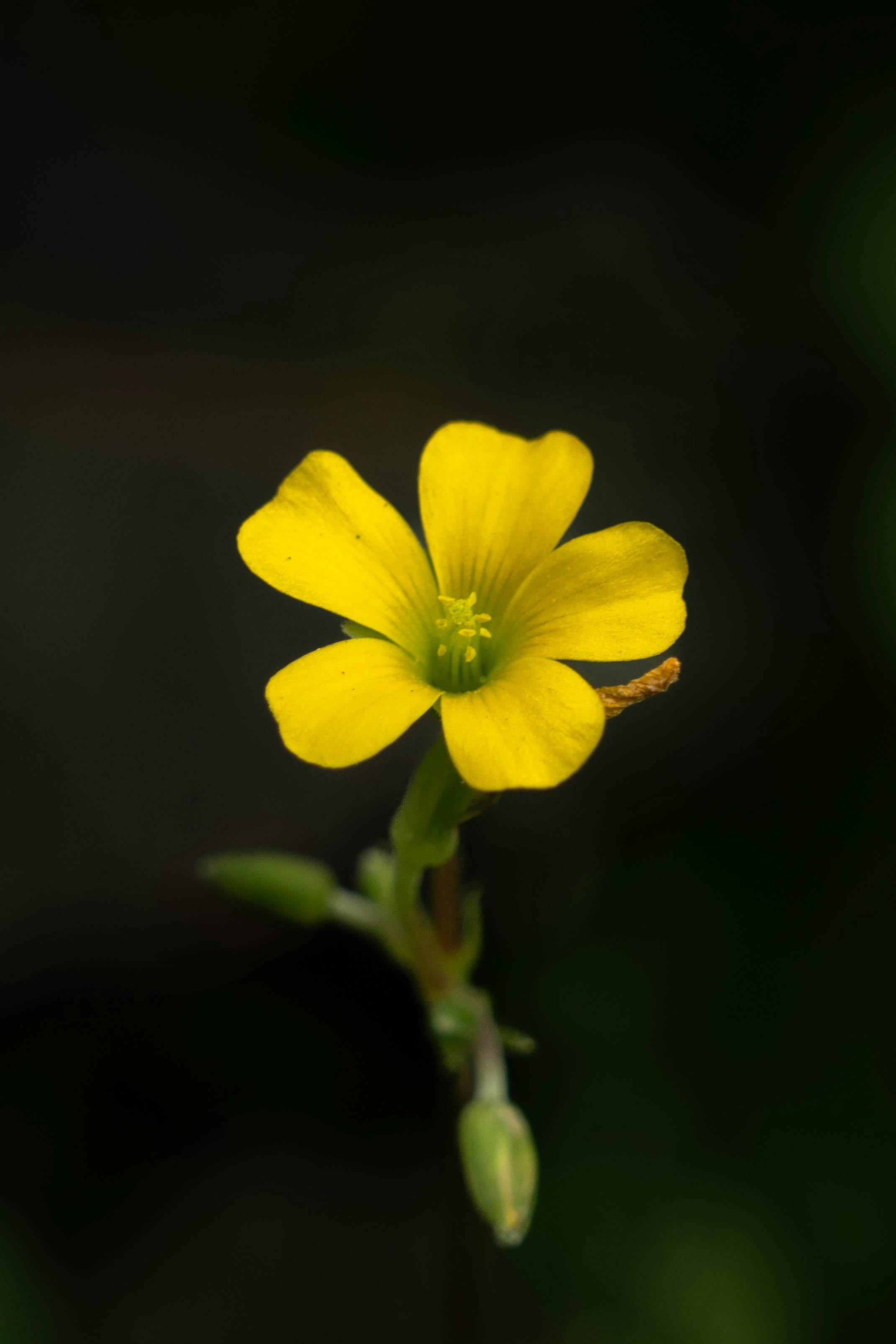 野山参的市场现状