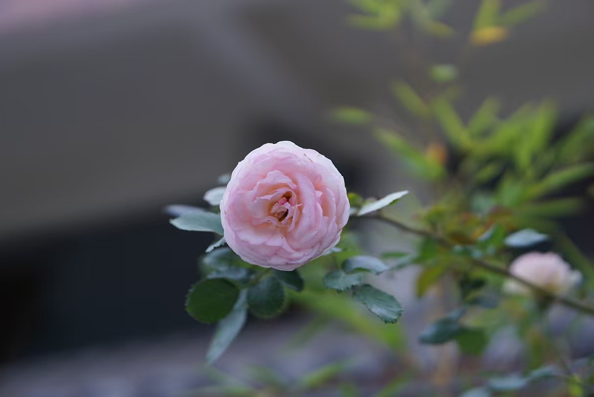 野山参的保存与使用