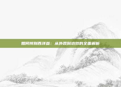 如何辨别西洋参：从外观到功效的全面解析